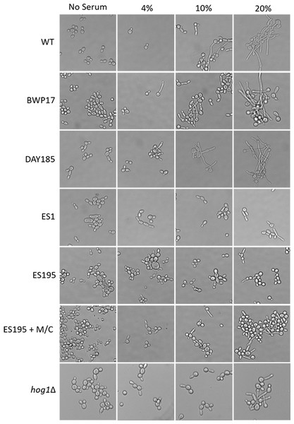 Dfg5 and Dcw1 are required for hyphal morphogenesis.