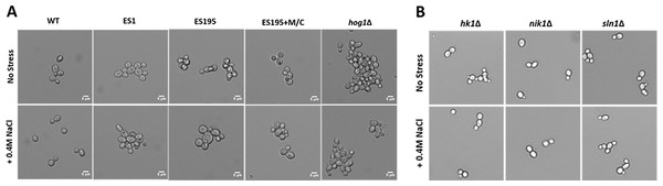Imaging analysis of DFG5/DCW1 mutants under osmotic stress.