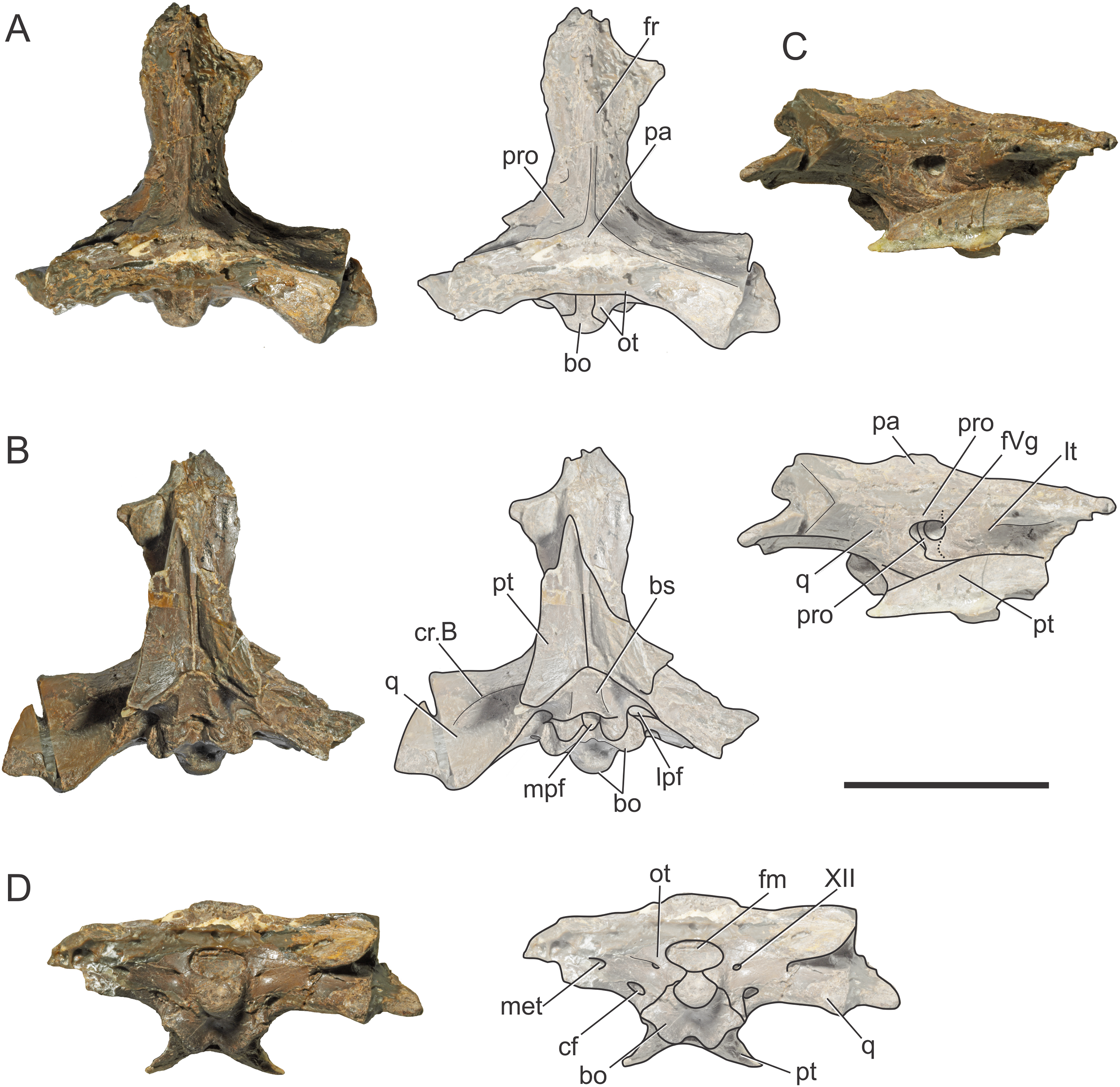 Braincase anatomy of extant Crocodylia, with new insights into the