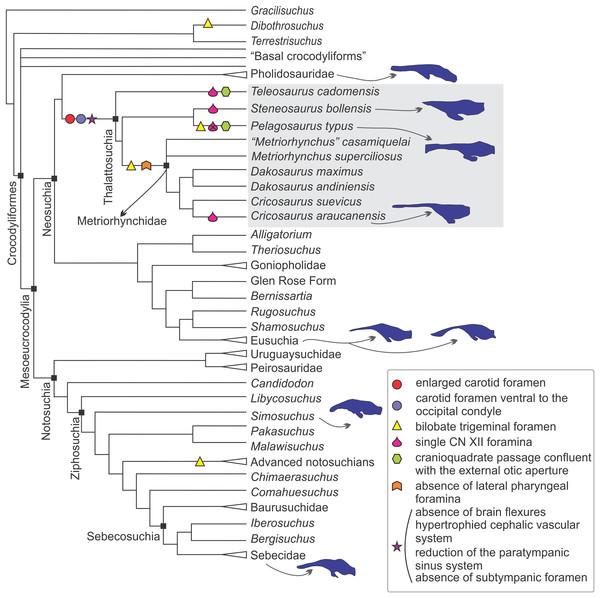 Braincase and endocranial features of some crocodylomorphs displayed on a phylogenetic framework (based on Pol et al., 2014).