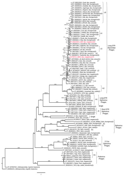 Phylogenetic tree analysis of the Bacillus terminase reflects complete genome cluster.