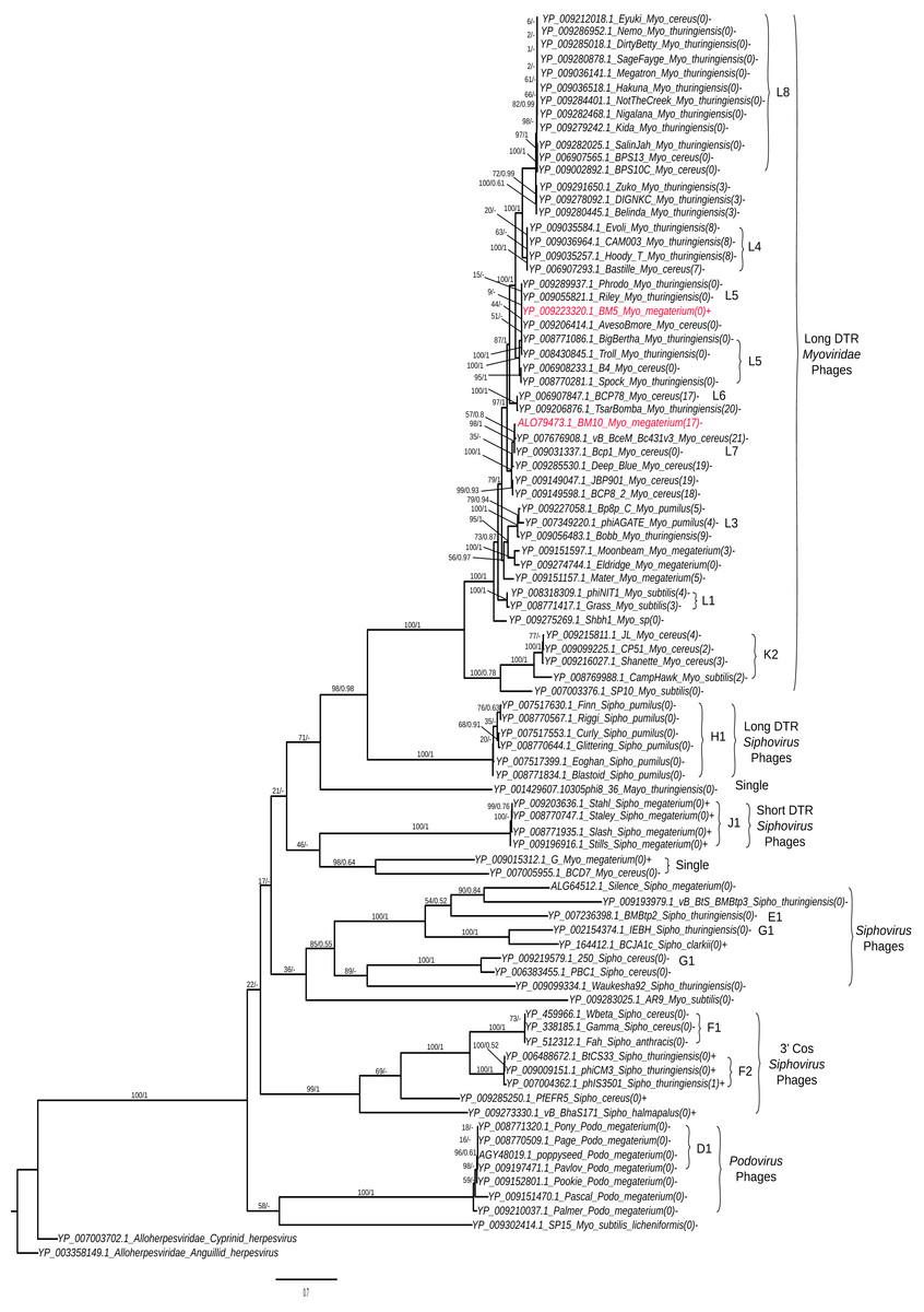 Characterization And Comparative Genomic Analysis Of Virulent And