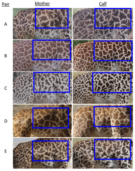 Representative images of spot patterns of mother-calf pairs of Masai giraffes (Giraffa camelopardalis tippelskirchii) from the Tarangire ecosystem, Tanzania used in this study.