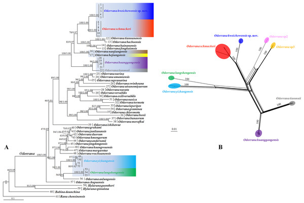 Phylogenetic relationships of Odorrana kweichowensis sp. nov. and its congeners.