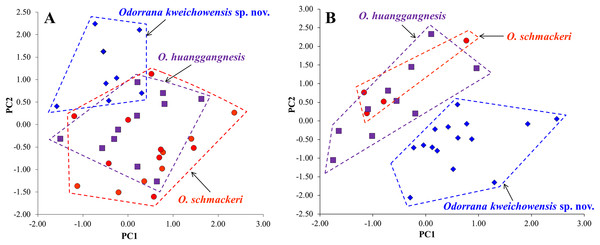 Plots of principal component analyses of Odorrana kweichowensis sp. nov., O. schmackeri, and O. huanggangnesis.