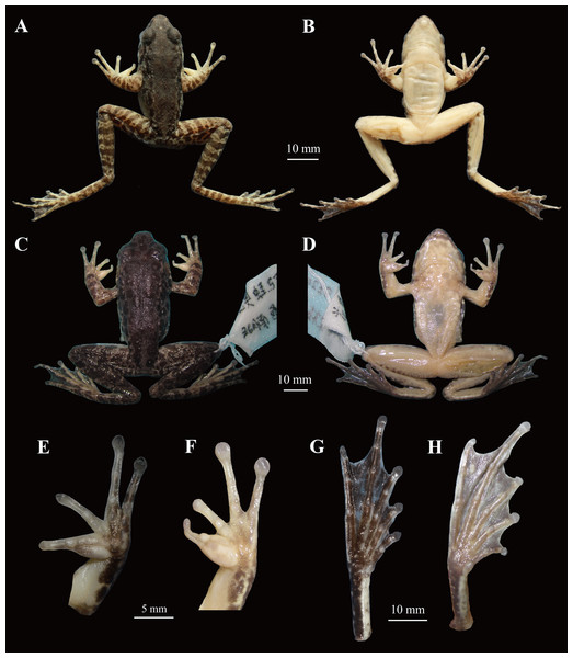 Comparisons of the holotype (voucher number: CIBjs20150803002) of Odorrana kweichowensis sp. nov. and one male specimen (voucher number: CIBsz2012062003) of O. schmackeri.