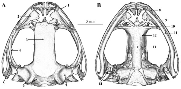 Skull of Odorrana kweichowensis sp. Nov.