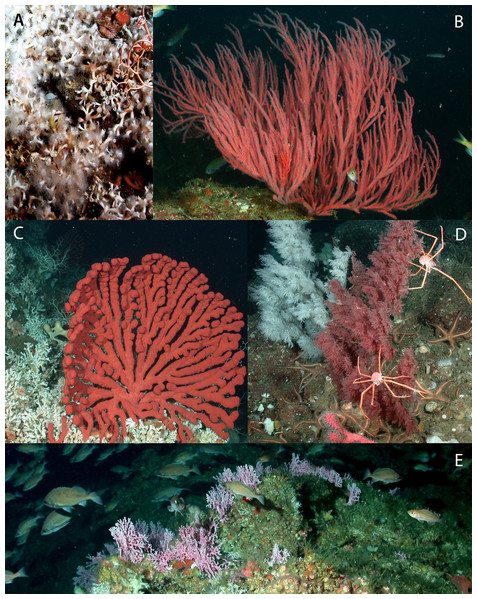 Images depicting structure-forming invertebrates reported.