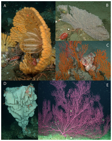 Images depicting structure-forming benthic invertebrates reported.