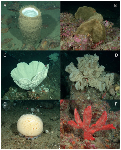 Representative images of the six sponge morphology classifications.