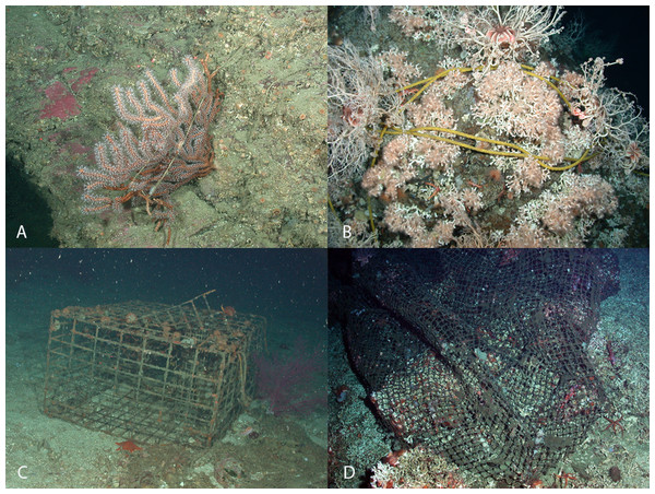 Interactions between fishing debris and deep-water coral in Southern California Bight.