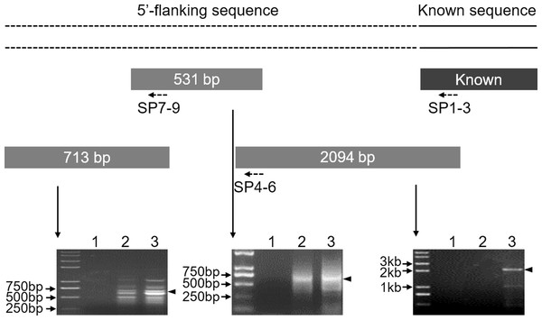 Cloning of the 5′-flanking sequence of the Mractb1 gene.