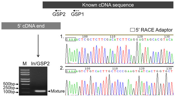 Determination of the transcription start sites of the Mractb1 gene.