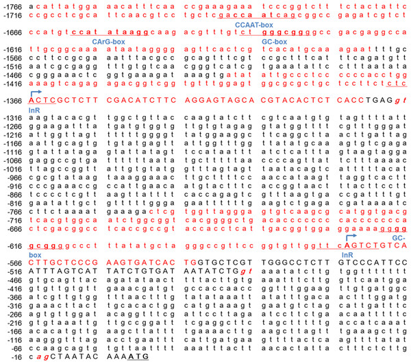 The conserved genetic elements in the Mractb1 5′-flanking region.