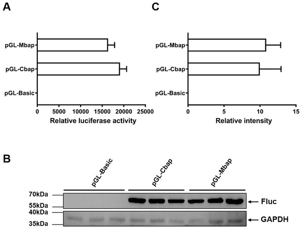 Mractb1 promoter demonstrates comparative activity with carp actb1 gene promoter.