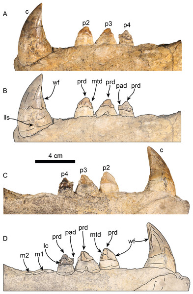Lower dentition of Titanotaria orangensis n. gen. et sp. (OCPC 11141).