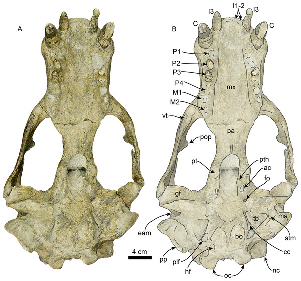 Skull of Titanotaria orangensis n. gen. et sp. (OCPC 11141).