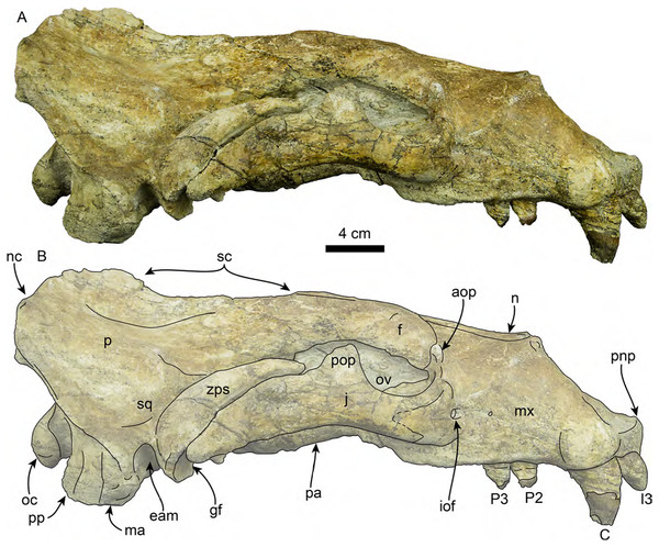 Skull of Titanotaria orangensis n. gen. et sp. (OCPC 11141).