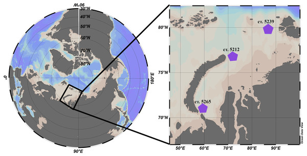 Location of the stations in the Kara Sea where L. helicina were collected. Schlitzer (2018).