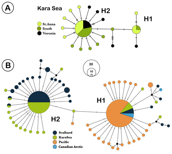 TCS network of Limacina helicina haplotypes.