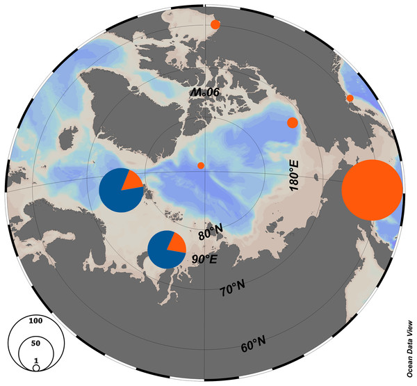 Haplotype distribution among the Arctic populations of Limacina helicina.