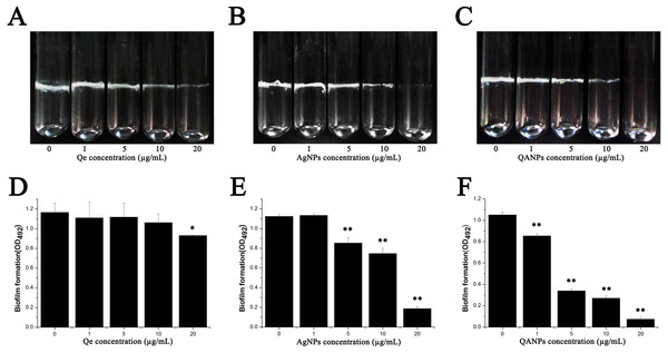 Effect of Qe, Ag NPs, and QA NPs on biofilm formation of E. coli strain ECDCM1.