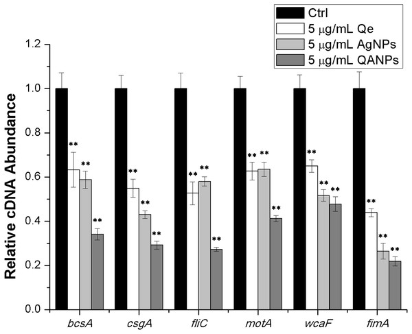 Comparative measurement of transcription (cDNA abundance) of the biofilm-associated genes in E. coli strain ECDCM1.