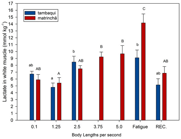 Lactate in white muscle of tambaqui and matrinchã exposed for 30 minutes to submaximal velocities (body lengths per second; bl s−1) and at fatigue.