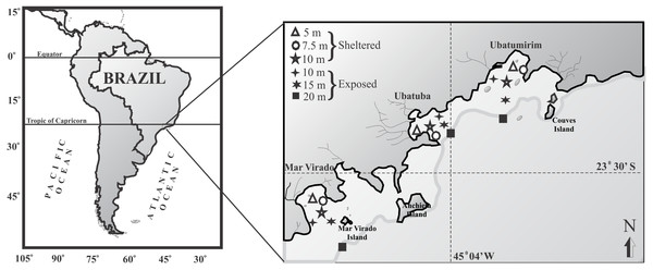 Map of the Ubatuba region (northeastern coast of São Paulo State), Brazil, showing the three bays and their respective sampling stations (adapted from Fransozo et al., 2013).