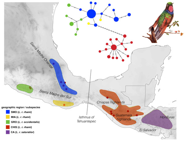 Geographic distribution of the Lamprolaima rhami complex.