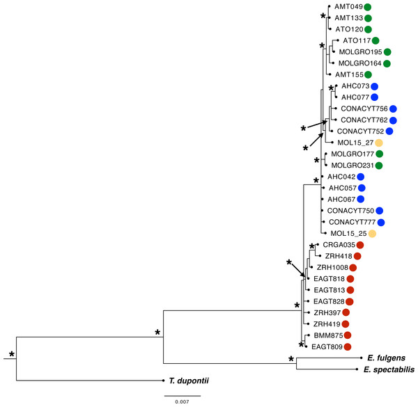 Phylogenetic Bayesian Inference reconstruction of 31 individuals from the L. rhami complex using mitochondrial and nuclear markers (ATPase 6 and 8, CR, ND2, ND4, MUSK, BFib, ODC, and AK1).