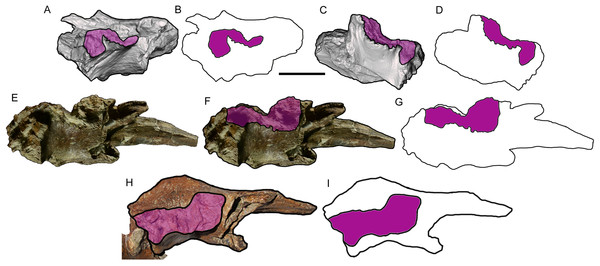 Comparison among derived tyrannosaurine frontals.