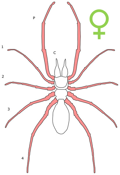 Patterns of SSD across Solifugae.