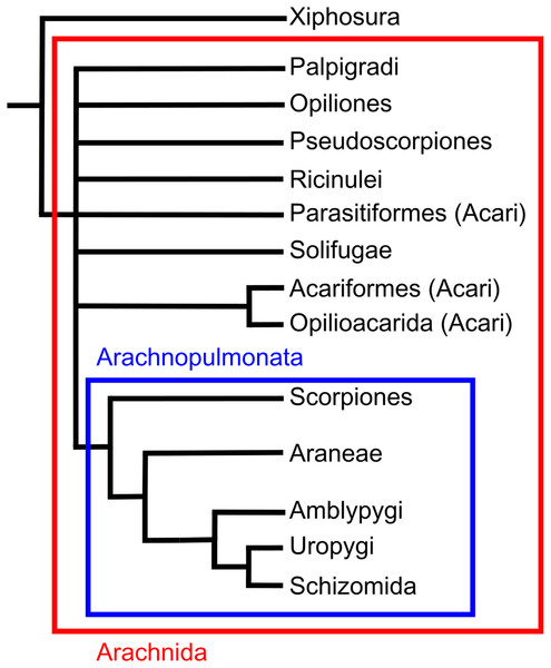 A broad consensus arachnid phylogeny encompassing a range of recent studies.