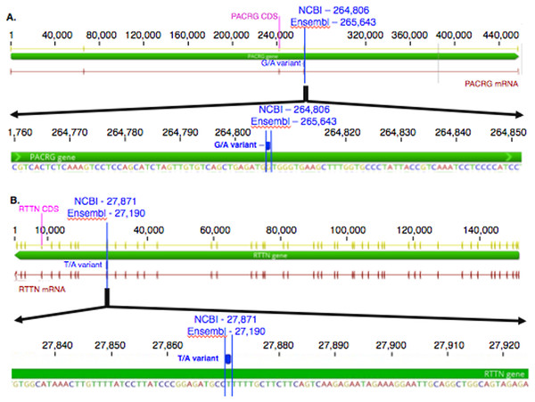 Substitution variants in PACRG (A) and RTTN (B) genes.