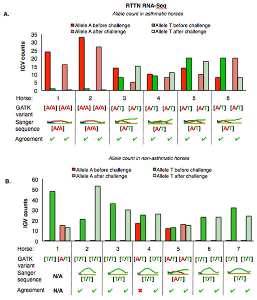 Comparison of GATK variant calls and Sanger sequencing results for RTTN in asthmatic (A) and non-asthmatic (B) horses.
