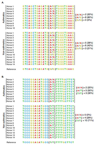 Alignment of PACRG (A) and RTTN (B) Sanger sequences for 10 asthmatic and 14 non-asthmatic horses with the reference genome.