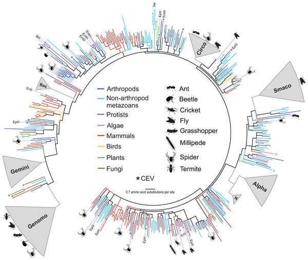 Approximately maximum likelihood phylogenetic tree of replication-associated protein (Rep) amino acid sequences representing CRESS DNA viruses, replicons, and CRESS DNA-like endogenous viral (CEV) elements recovered from various organisms.