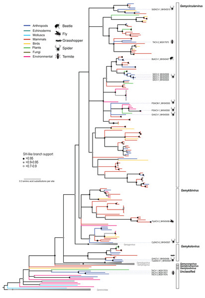 Maximum likelihood phylogenetic tree of replication-associated protein (Rep) amino acid sequences representing members of the family Genomoviridae and related CRESS DNA viruses.