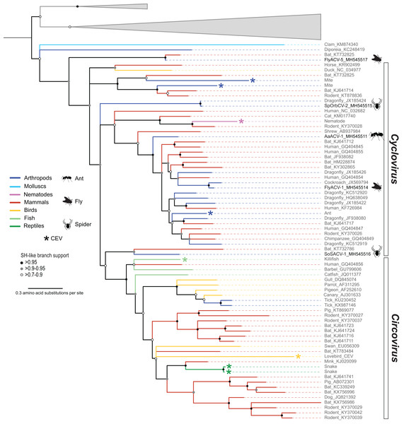 Midpoint rooted maximum likelihood phylogenetic tree of selected replication-associated protein (Rep) amino acid sequences representing members of the family Circoviridae and related CRESS DNA viruses.