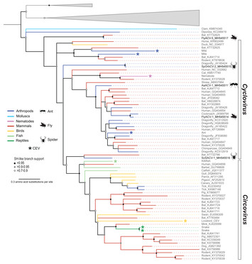 Virus discovery in all three major lineages of terrestrial arthropods ...