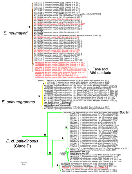 Inferred relationships within the clades of Enteromius neumayeri, Enteromius apleurogramma, and Enteromius cf. paludinosus (Clade D) (expanded from Fig. 3) based on the Cytb gene.