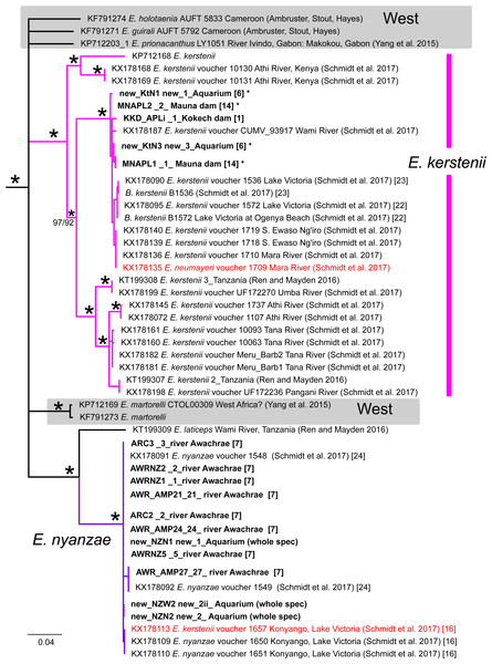 Inferred relationships within Clade C (expanded from Fig. 3) based on the Cytb gene.