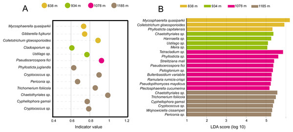 Identification of indicator species based on (A) INDVAL analysis and (B) LEfse analyses.