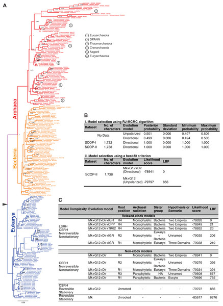 Global tree of life depicting the evolutionary relationships of the major taxa of life.