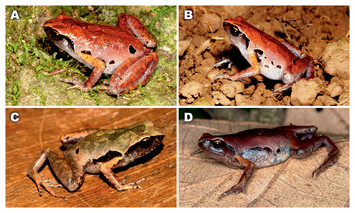 A new limestone-dwelling species of Micryletta (Amphibia: Anura ...