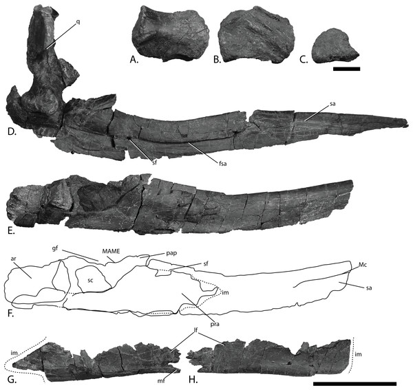Mandibles of PMO 222.669, referred specimen of P. hoybergeti.