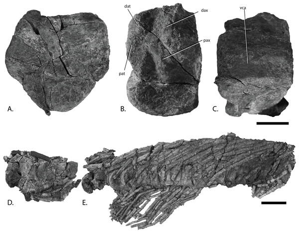 Vertebral column of PMO 222.669, referred specimen of P. hoybergeti.