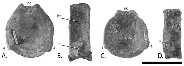 Anterior caudal vertebrae of PMO 222.658, referred specimen of Ophthalmosauridae indet.