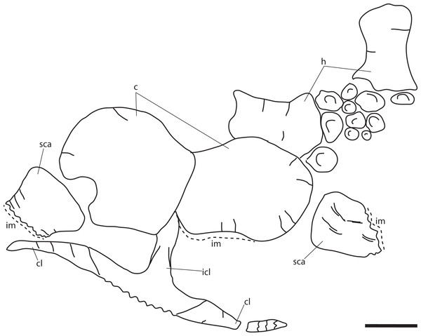 Skeletal map of PMO 224.250, referred specimen of Ophthalmosauridae indet. In dorsal view (stratigraphically up).
